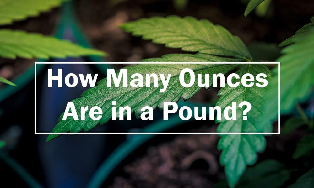 how many ounces in a pound